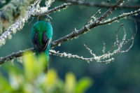 Kvesal chocholaty - Pharomachrus mocinno - Quetzal o3233